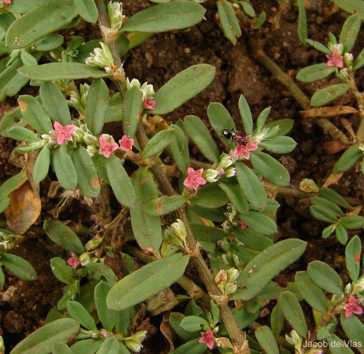 Polygonum plebeium R.Br.